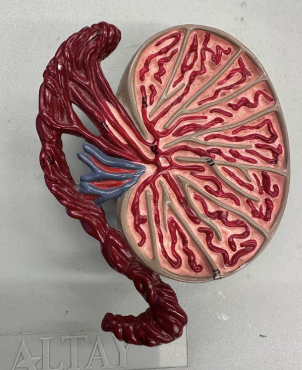<p>• sperm produced via meiosis here</p><p>• have leydig cells and seminiferous tubules</p><p>• surrounded by the scrotum</p>