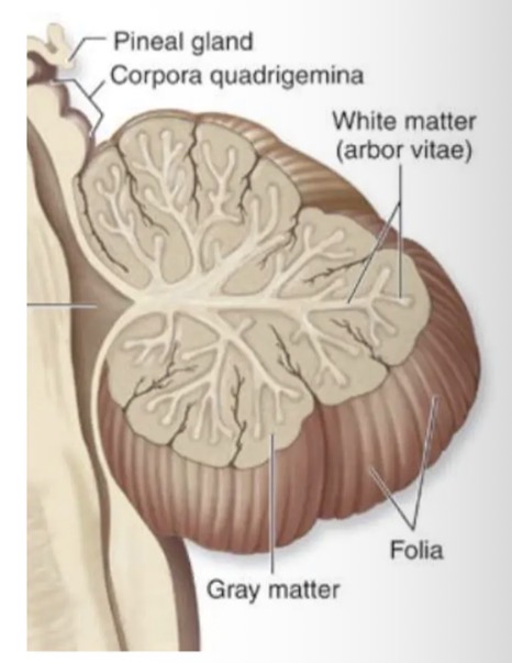 <ul><li><p>Lies under the occipital lobe of the cerebrum.</p></li><li><p>Second-largest part of the brain. </p></li><li><p>Like the cerebrum, the cerebellum has two hemispheres and a convoluted surface; it also has an outer cortex made up of grey matter and an inner region of white matter.</p></li><li><p>The cerebellum provides coordination of smooth motor movement and controls balance, posture and muscle tone.</p></li></ul><p></p>