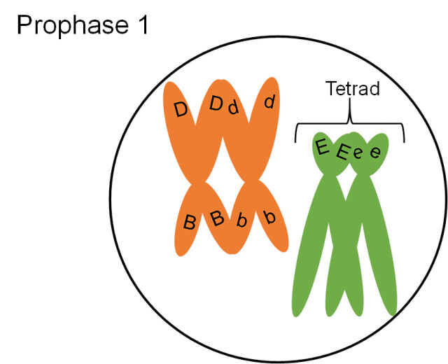 <p>What happens during prophase I of meiosis (2)? What does that allow for?</p>