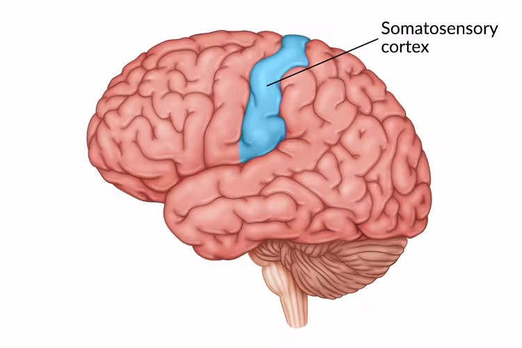 <p>Receives sensory information from body parts</p>