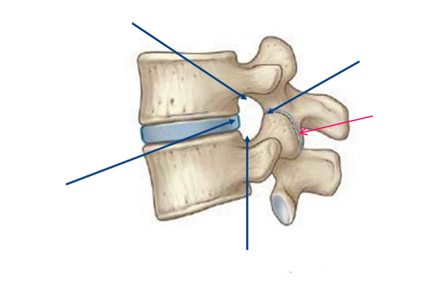 <p>What are the boundaries of the intervertebral foramen? Label them in this diagram</p>