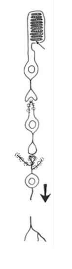 <p>Sensory neuron?</p>