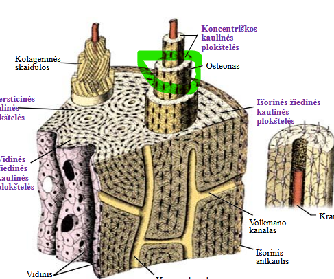 <p>osteonas → cilindro f. struktūra ių koncentrinių kaulinių plokštelių, išsidėsčiusiū aplink centrinį (harveso) kanalą</p>