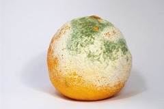 <p>Spoilage of food, such as milk smelling bad.</p>