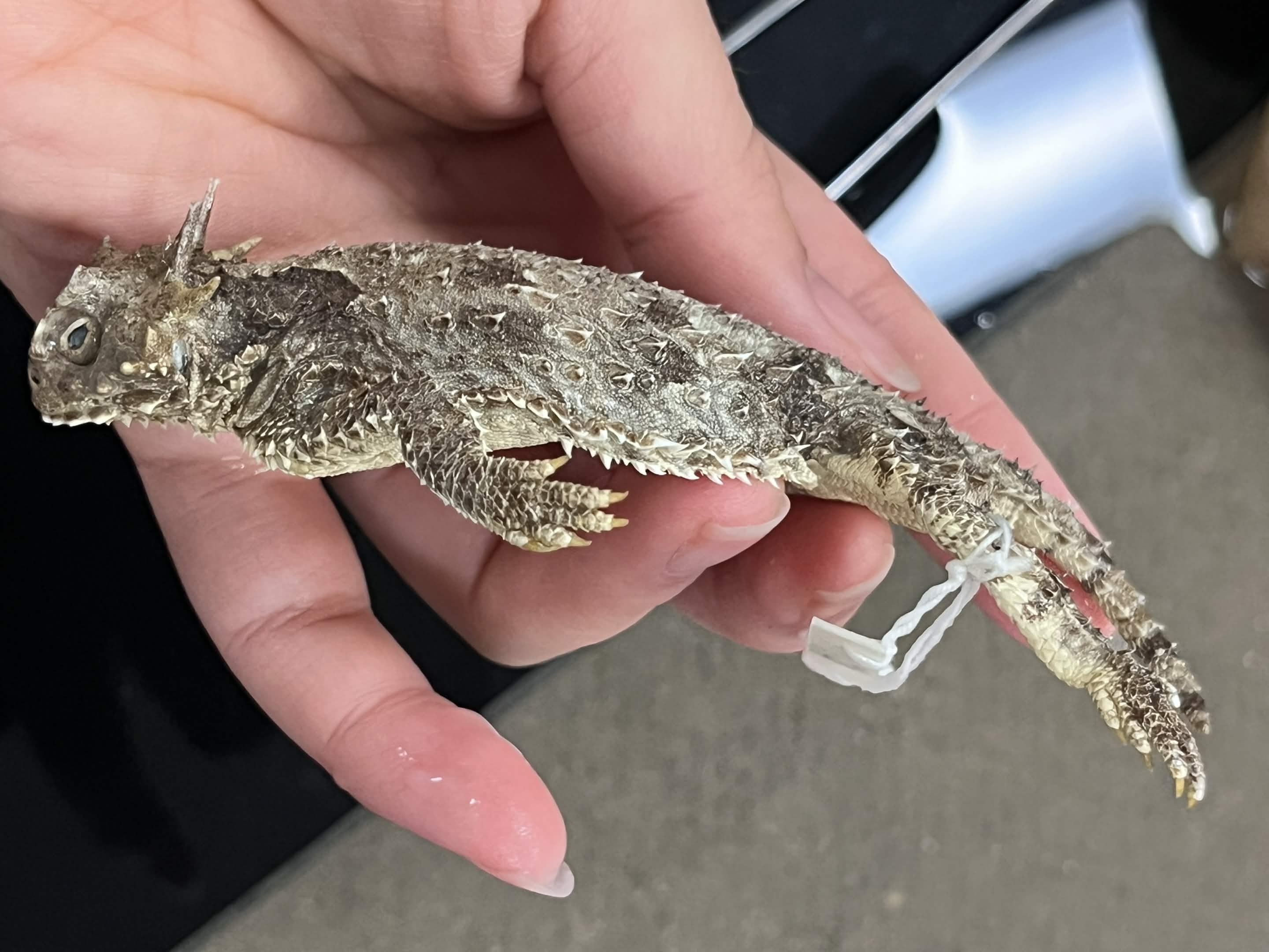 <p>Family + Species?</p><ul><li><p><strong>2 rows of spikes</strong></p></li><li><p><strong>2 fringes (chin)</strong></p></li><li><p>Equal horns</p></li></ul><p></p>