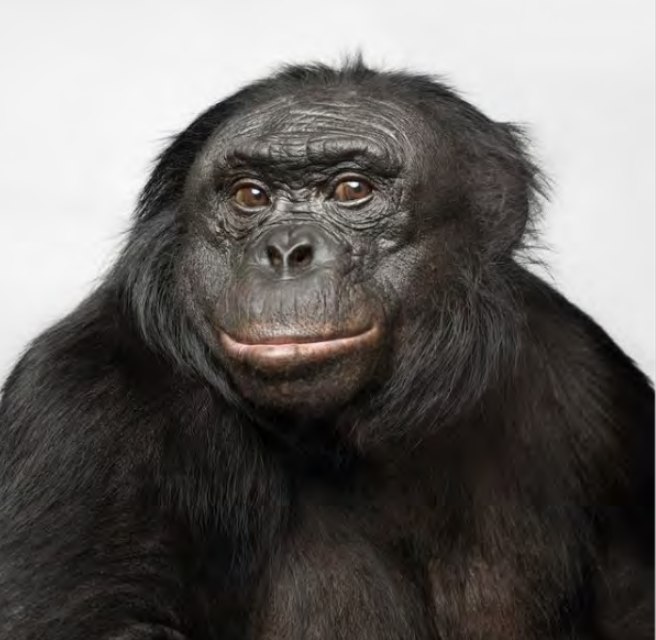 <p>Closely related to chimpanzees, known for their peaceful social structures and use of sexual behavior for conflict resolution.</p>