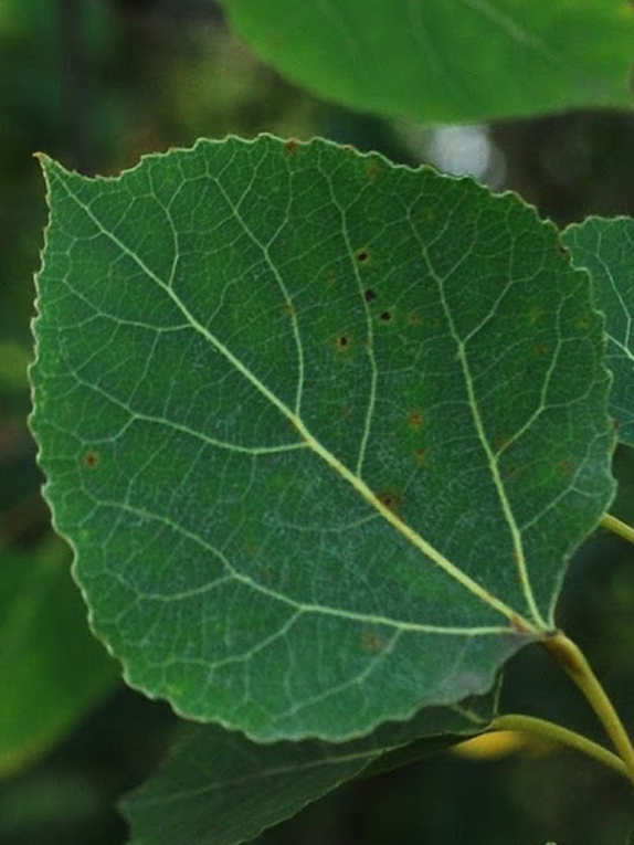 <p>Two-sided stem, early succession, not aspen-like bark</p>
