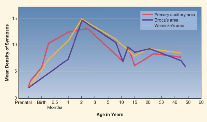<ul><li><p>Significant brain growth between ages 2 and 6</p><ul><li><p>Grows to 90% of adult weight</p><ul><li><p>Connections</p></li></ul></li><li><p>Reshaping and refining due to environmental experience</p><ul><li><p>Overabundance of synaptic connections need to be pruned and refined</p></li></ul></li><li><p>Cortex is using more energy than any other point in development</p><ul><li><p>Reduces to adult levels by about age 10</p></li></ul></li></ul></li><li><p>Cognitive skills also increase</p><ul><li><p><span style="background-color: transparent;">Physical coordination, perception, attention, memory, language, logical thinking, and imagination</span></p></li><li><p><span style="background-color: transparent;">Example again of interrelatedness of different aspects of development</span></p></li></ul></li></ul><p></p>