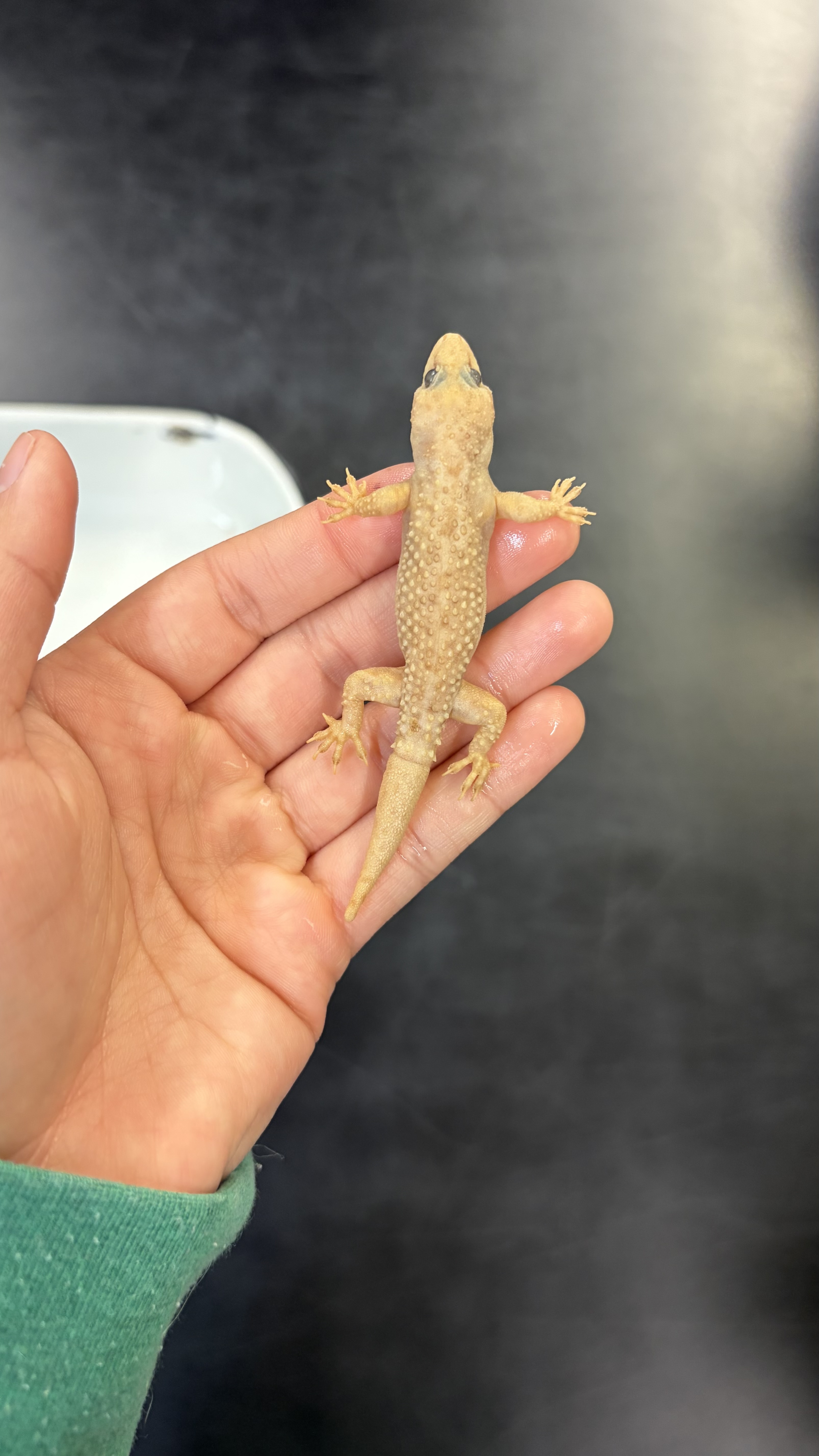 <ul><li><p>enlarged tubercules on scales</p></li></ul><p></p>