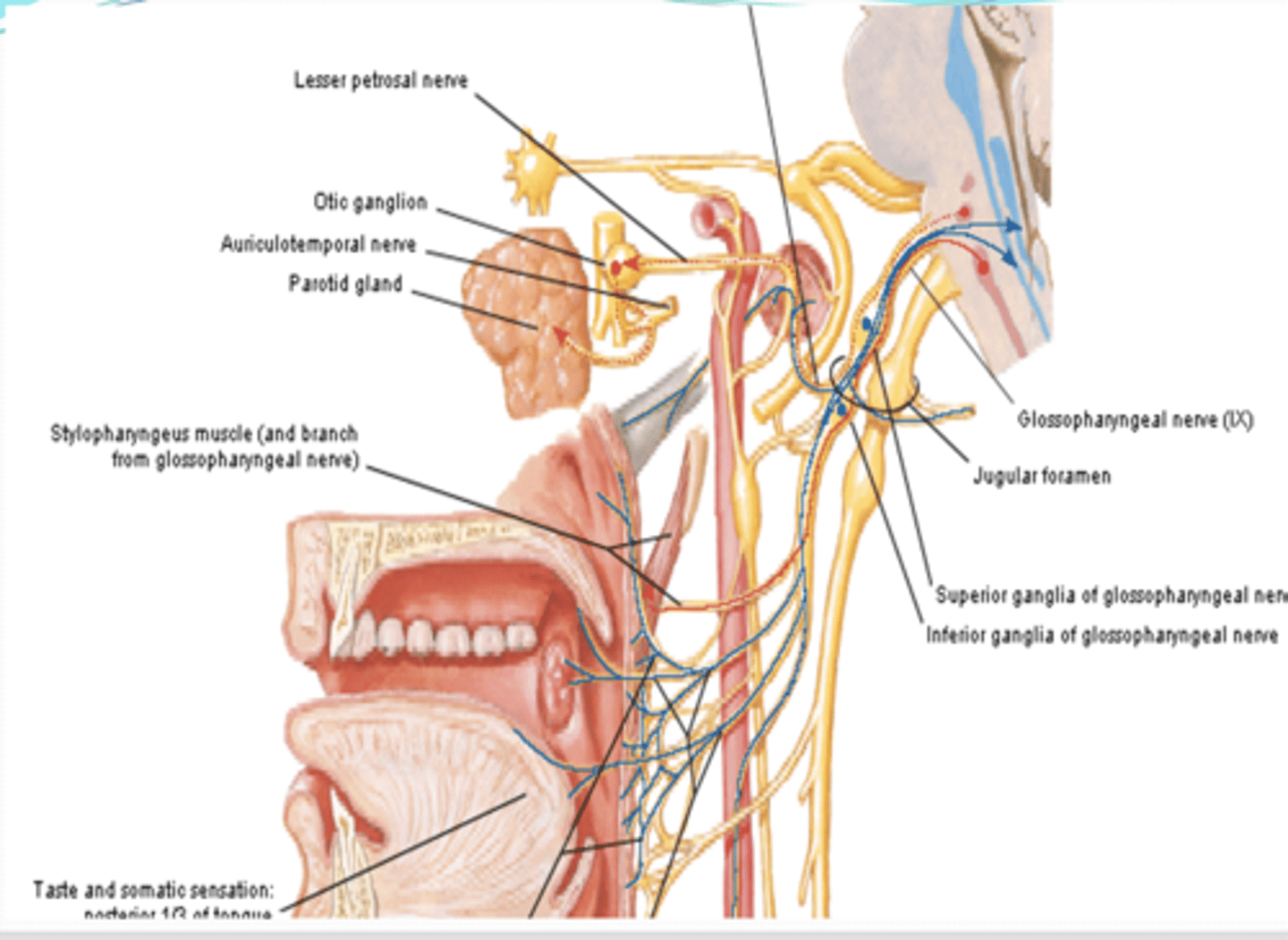 <p>what does the pharyngeal and tonsillar nerve of CN IX provide sensory to?</p>