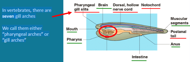 <p>In vertebrates, there are</p><p>seven gill arches</p><p>We call them either</p><p>“pharyngeal arches” or</p><p>“gill arches”</p>