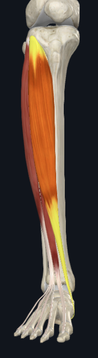 <p>where does this following muscle proximally attach?</p>