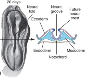 <ul><li><p>Notochord induces ectoderm to fold in from the middle. </p></li><li><p>Starts to separate the ectoderm into surface ectoderm and neuroectoderm.</p></li></ul><p></p>