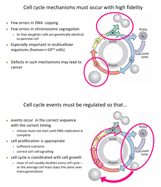 <ul><li><p>eg. parts of metabolism might be stopped during dividision to reduce mutations eg. to prevent the production of reactive oxygen species </p></li></ul><p></p>