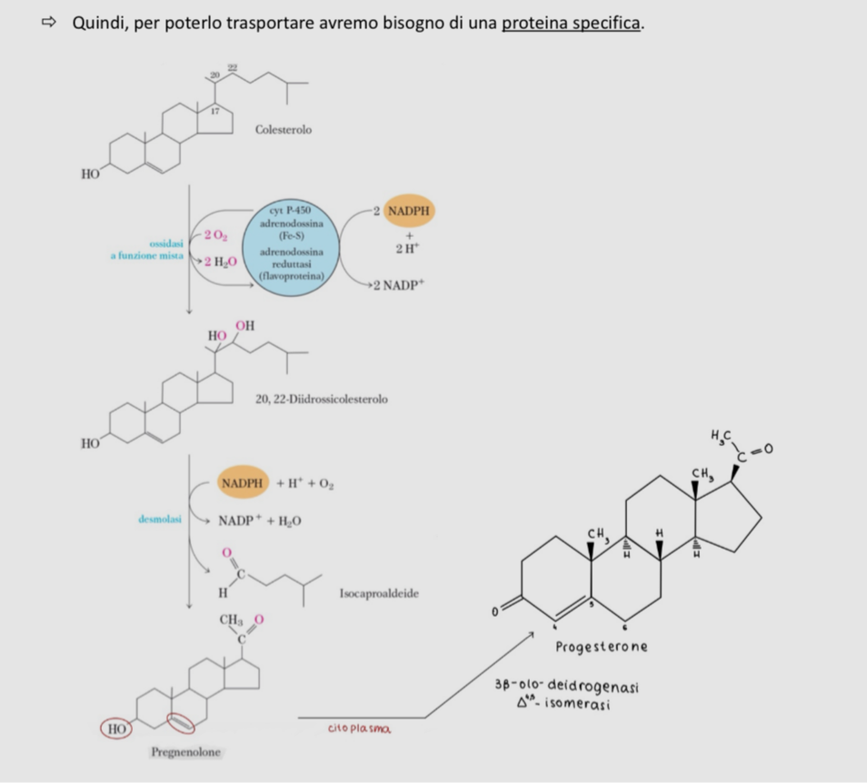 <p>Derivano dal progesterone che a sua volta deriva dal colesterolo. Quest’ultimo diventa progesterone nei mitocondri ma c’è bisogno di un trasportatore per il colesterolo dato che nella MMI non è presente.</p>