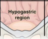 <p>What digestive organs are in the Hypogastric (Pubic) </p>