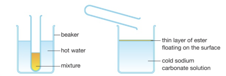 <p>A layer of ester will separate and float on top. The bottom layer is a solution of sodium carbonate.</p><ul><li><p>This is because the acid and alcohol will mostly dissolve in the water, but the ester won’t</p></li><li><p>The small amount we produce at the lab will float on the water, which makes them easy to smell</p></li></ul><p></p>