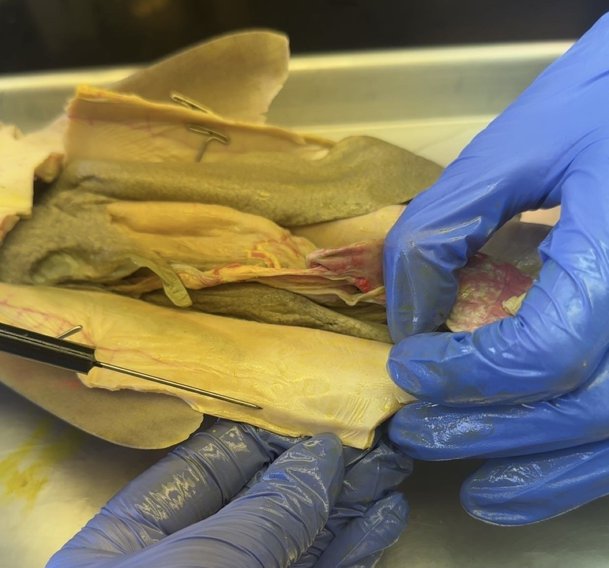 <p>what is this?</p>