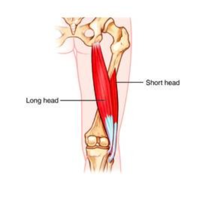 <p>origin: Long head: ischial tuberosity, Short head: linea aspera of femur insertion: head of fibula</p>