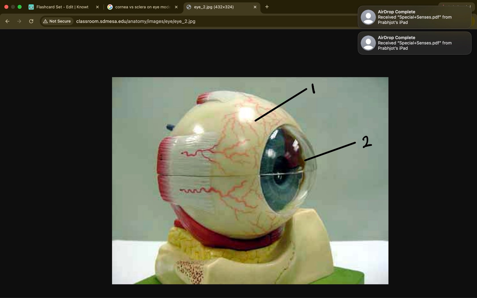 <p>this makes up the fibrous layer</p>
