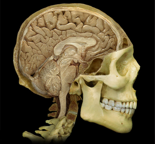 <p>Locate the midbrain</p>