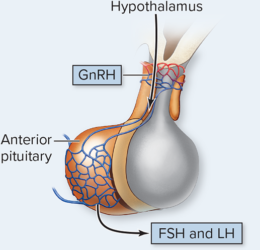 <p>Homeostatic system: GnRH-FSH and LH-gonads</p>