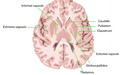 <p>between putamen and claustrum</p>