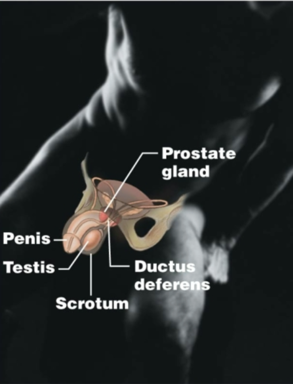 <p>Male: testes, penis, scrotum, ductus deferens, prostate gland</p><p>Produces offspring; produces sperm or eggs and sex hormones</p>