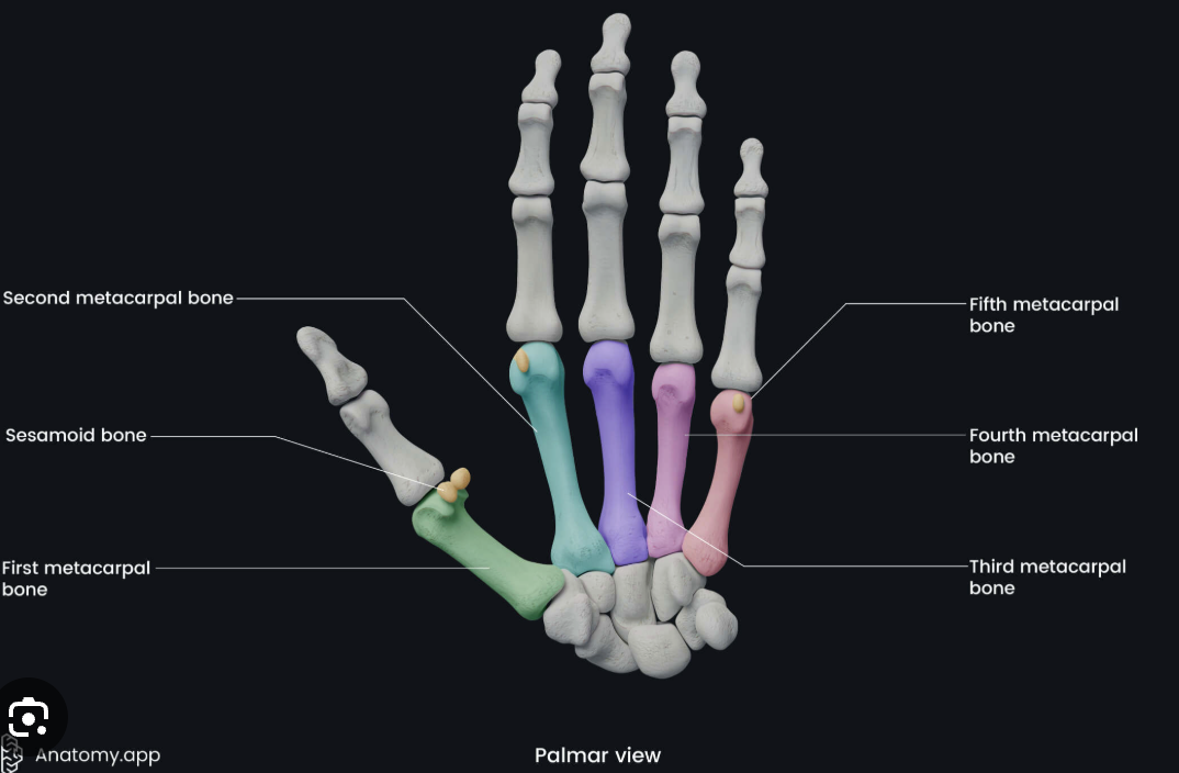<p>Metacarpals (homology)</p>