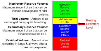 <ul><li><p>inspiratory reserve: max amount of air that can be inhaled above peaks of TV</p></li><li><p>tidal volume: amount air exchanged during quiet breathing</p></li><li><p>expiratory reserve volume: max amount of air that can be exhaled below the REL</p></li><li><p>residual volume: amount of air remaining in lungs &amp; airways after max expiration</p></li></ul><p></p>