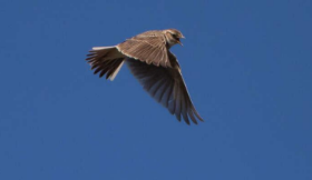 <p>Alouette des champs</p>