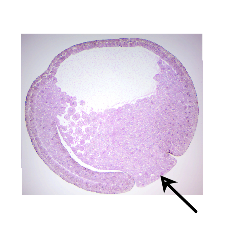<p><span>The picture below is a frog during the gastrula phase.&nbsp; Identify the structure indicated by the arrow.</span></p>