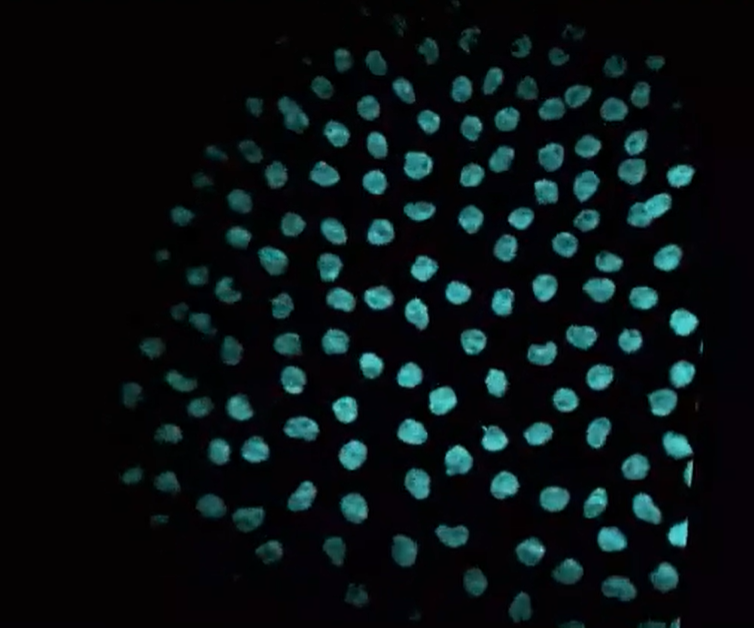 <p>This video shows synchronized cell divisions occurring in the early Drosophila embryo. In the video, you can see the DNA being replicated and divided with each round of cell division. How was this video made?</p>