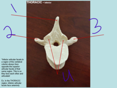 <p>thoracic inferior - #1</p>
