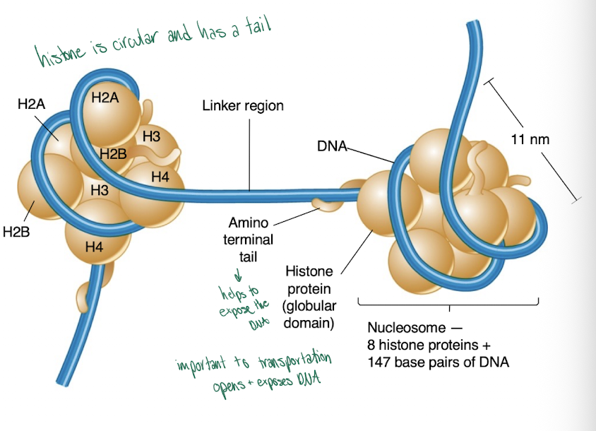 <p>basic, positively charged proteins that play a critical structural role in chromatin</p><p>-have a globular domain and a charged, flexible histone tail</p>