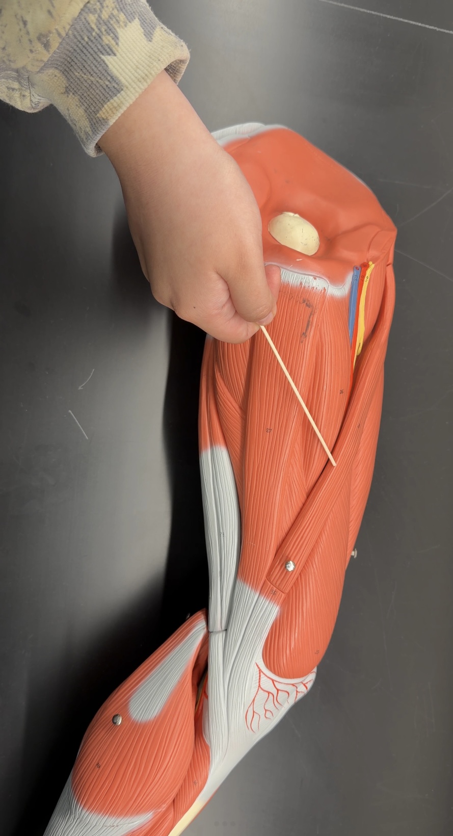 <p>name the muscle and its function</p>