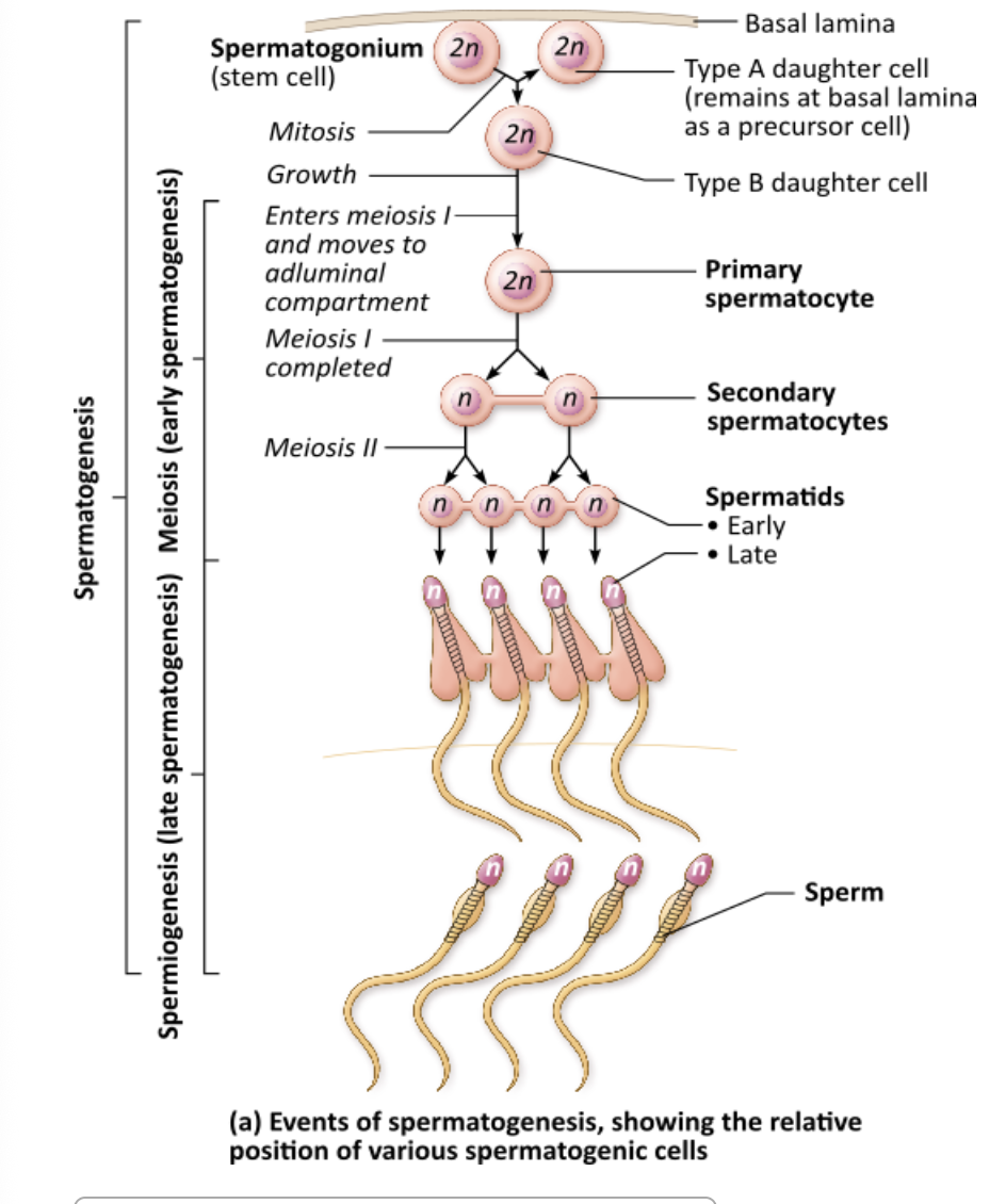 <p><span>Which of the following is the final product of spermiogenesis?</span></p><table style="min-width: 25px;"><colgroup><col style="min-width: 25px;"></colgroup><tbody><tr><td colspan="1" rowspan="1" style="margin: 0px; padding: 0.3em; position: relative;"><p>type B daughter cells &nbsp; &nbsp; &nbsp; &nbsp;</p></td></tr><tr><td colspan="1" rowspan="1" style="margin: 0px; padding: 0.3em; position: relative;"><p>secondary spermatocytes &nbsp; &nbsp; &nbsp; &nbsp;</p></td></tr><tr><td colspan="1" rowspan="1" style="margin: 0px; padding: 0.3em; position: relative;"><p>sperm&nbsp;</p></td></tr><tr><td colspan="1" rowspan="1" style="margin: 0px; padding: 0.3em; position: relative;"><p>spermatids &nbsp; &nbsp;</p></td></tr></tbody></table><p></p>