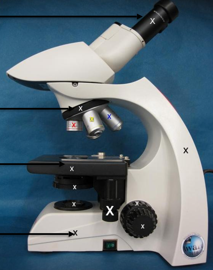 <p>Name that microscope structure </p>