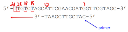 <p><span style="background-color: transparent;">Answer: D) 16, 18, 20, 21 nucleotides long</span></p><p><span style="background-color: transparent;">Reasoning: Primers are always built from 5’ to 3’ so in this scenario it will move from right to left. ddATP meant you look for “T” after the strand</span></p>