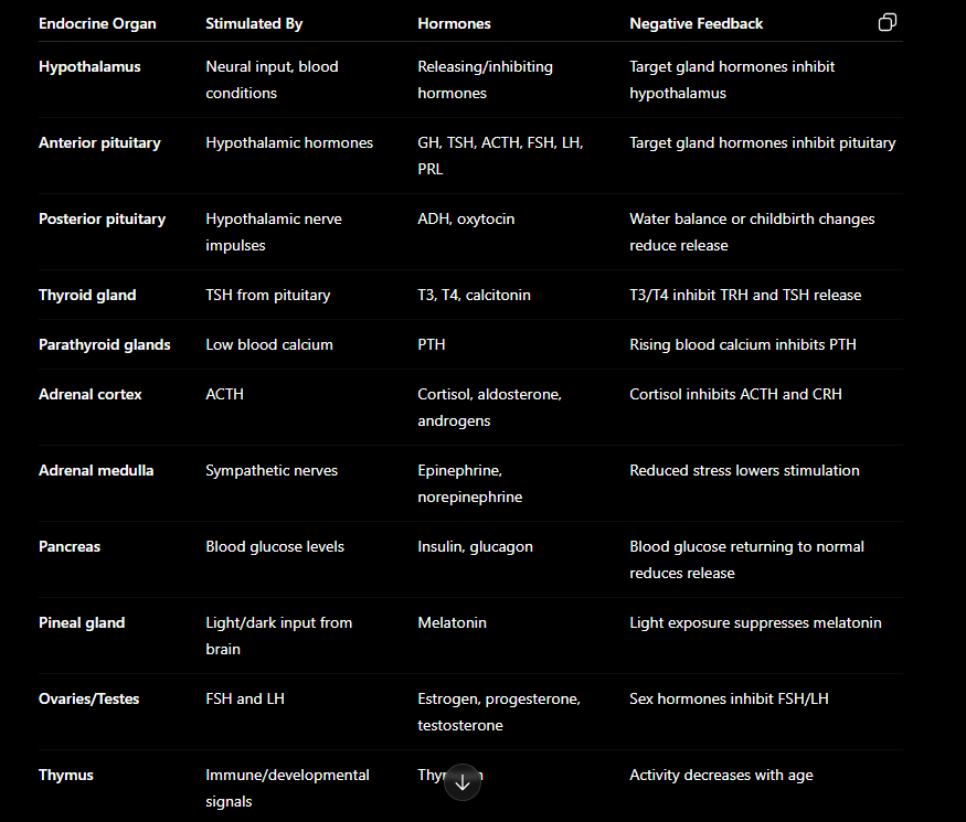 <p> how are each of these primary endocrine organs  regulated by negative feedback</p>