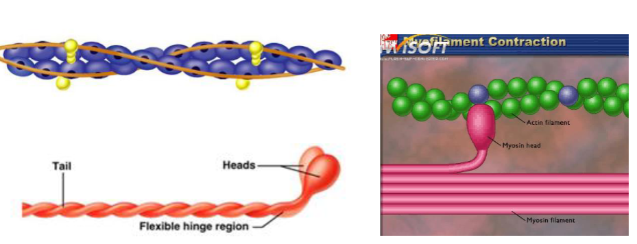 <p>Actin has Myosin binding sites</p>