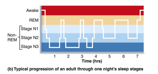 <ul><li><p>EEG, blood pressure, and heart rate decrease</p><ul><li><p>About 90 minutes in the REM sleep begins abruptly</p></li></ul></li><li><p>Temporary paralysis, except for rapid eye movements</p></li><li><p>Heart rate, respiratory rate, and blood pressure increase; oxygen consumption increases greater than when awake</p></li><li><p>Most dreaming occurs in REM</p></li></ul><p></p>