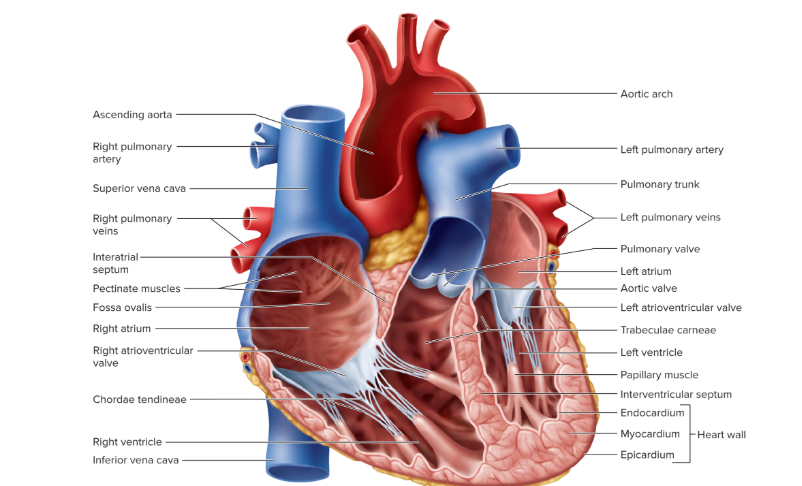 term image