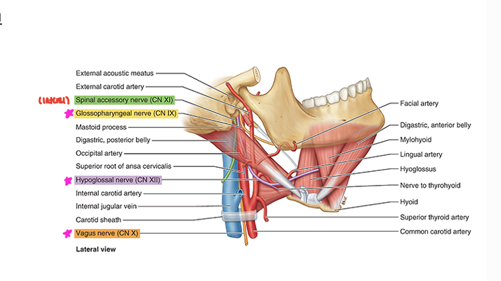 <p>CNs IX, X, XII</p>