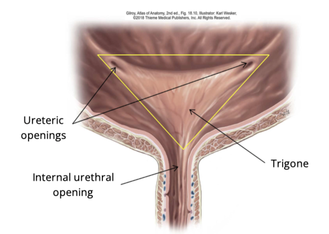 <ul><li><p>Two ureter openings (superior) </p></li><li><p>internal urethral opening (inferior) </p></li></ul><p></p>