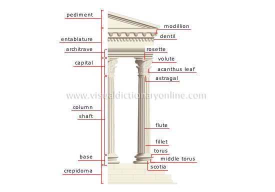 <p>corinthian order</p>
