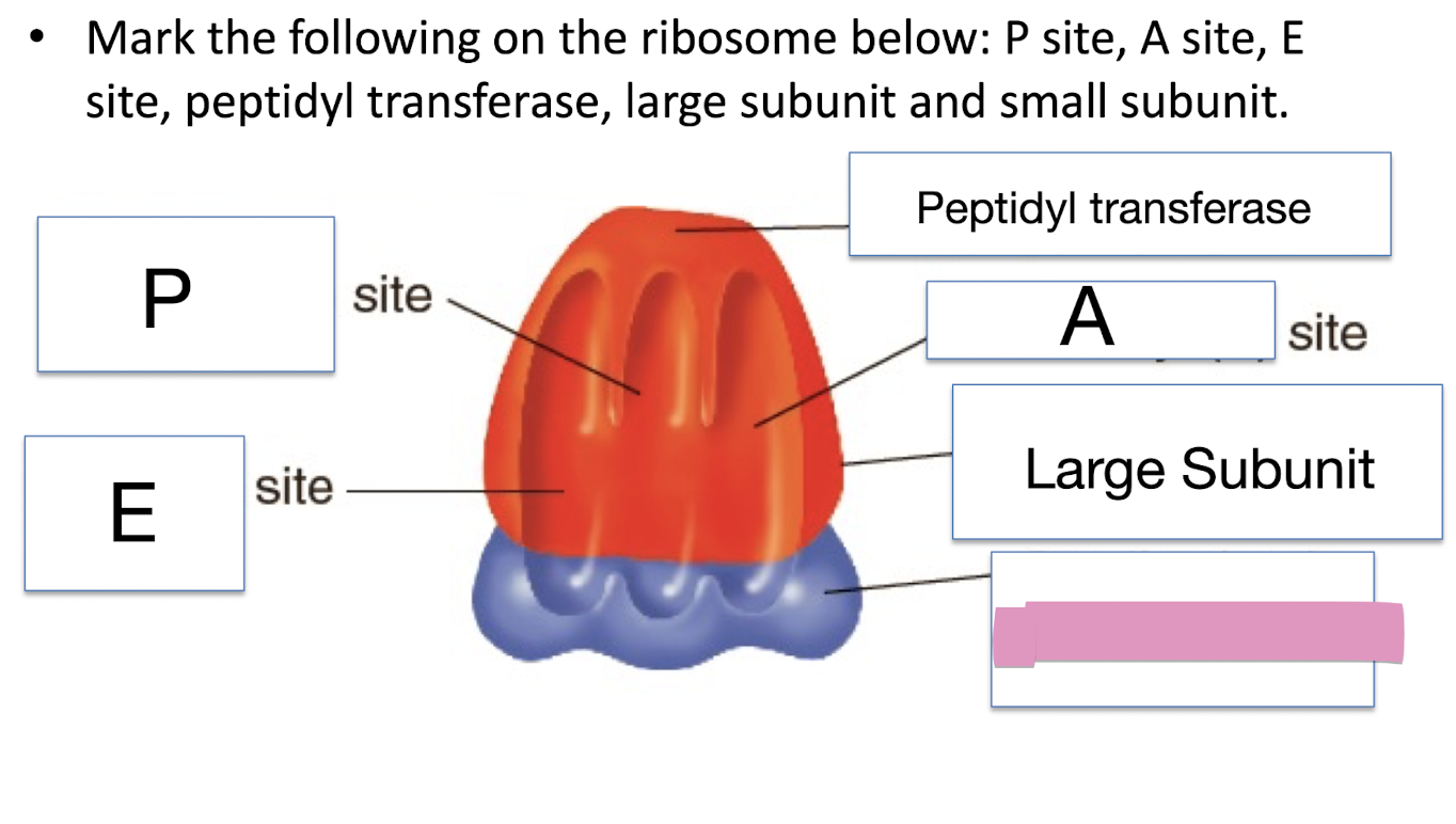 <p>Mark the following on the ribosome below: P site, A site, E site, peptidyl transferase, large subunit and small subunit</p>