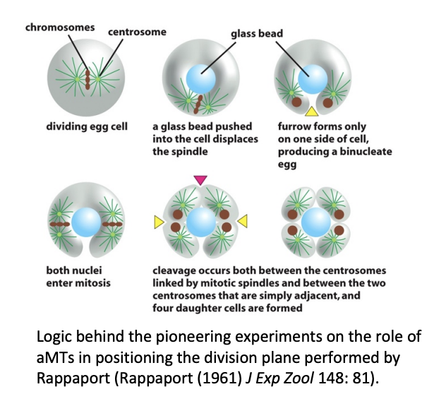 <ol><li><p>aMTs may be sufficient to localise the division plane in large embryonic cells</p><ul><li><p>e.g Rappaport 1961</p></li></ul></li><li><p>BUT in other experiments: when glass barrier was placed to interfere with aMTs, cytokinesis could still occur</p></li></ol><p></p>