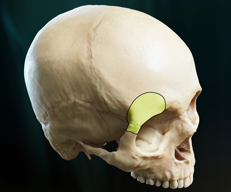 <p>What bone is this?</p>