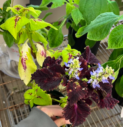 <ul><li><p>obovate to elliptical leaves</p></li><li><p>different leaf patterns</p></li><li><p>white-blue flowers</p><ul><li><p>cut when seen</p></li></ul></li></ul><p></p>